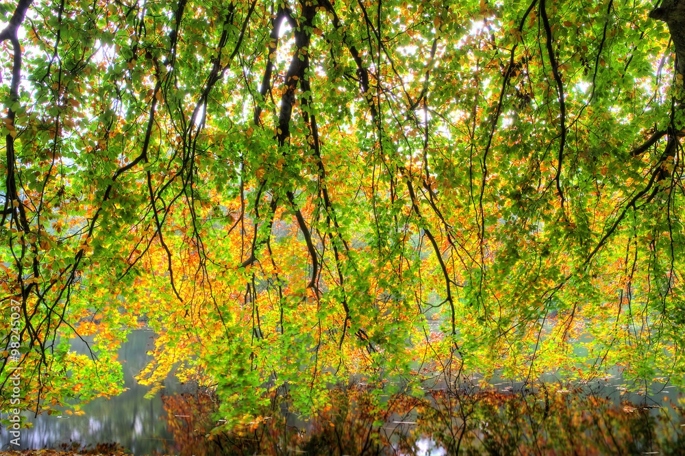 Beautiful autumn colored branch over the water in het Amsterdamse bos (Amsterdam wood) in the Netherlands. HDR