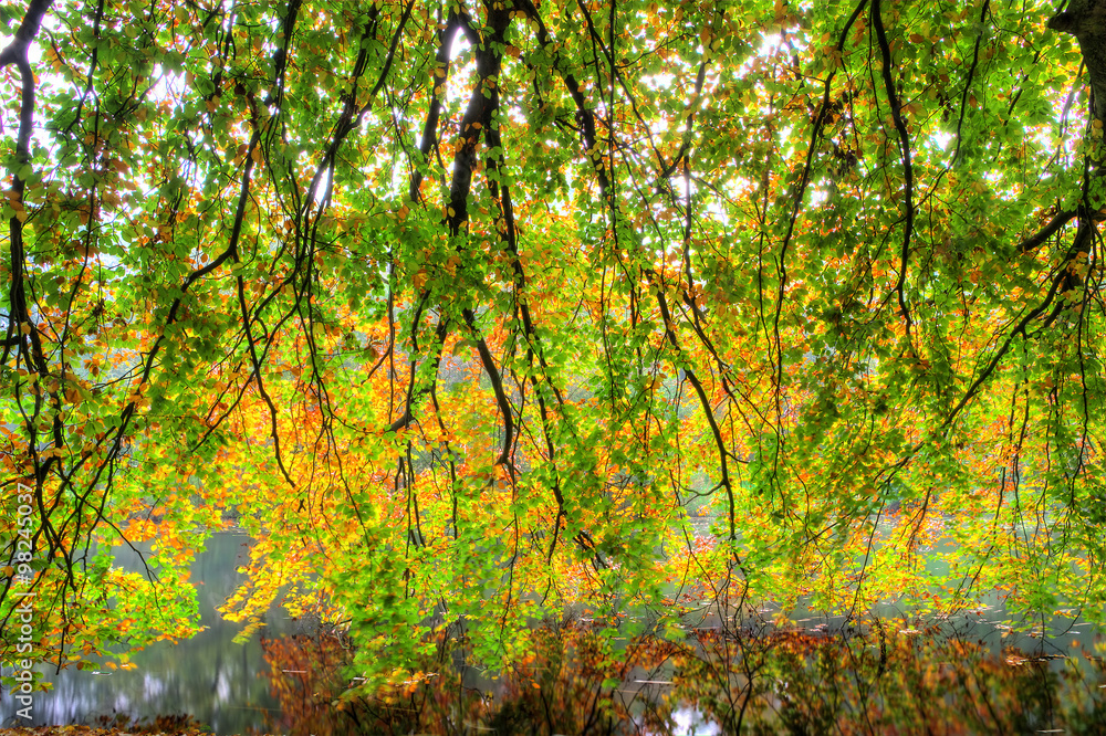 Obraz premium Beautiful autumn colored branch over the water in het Amsterdamse bos (Amsterdam wood) in the Netherlands. HDR