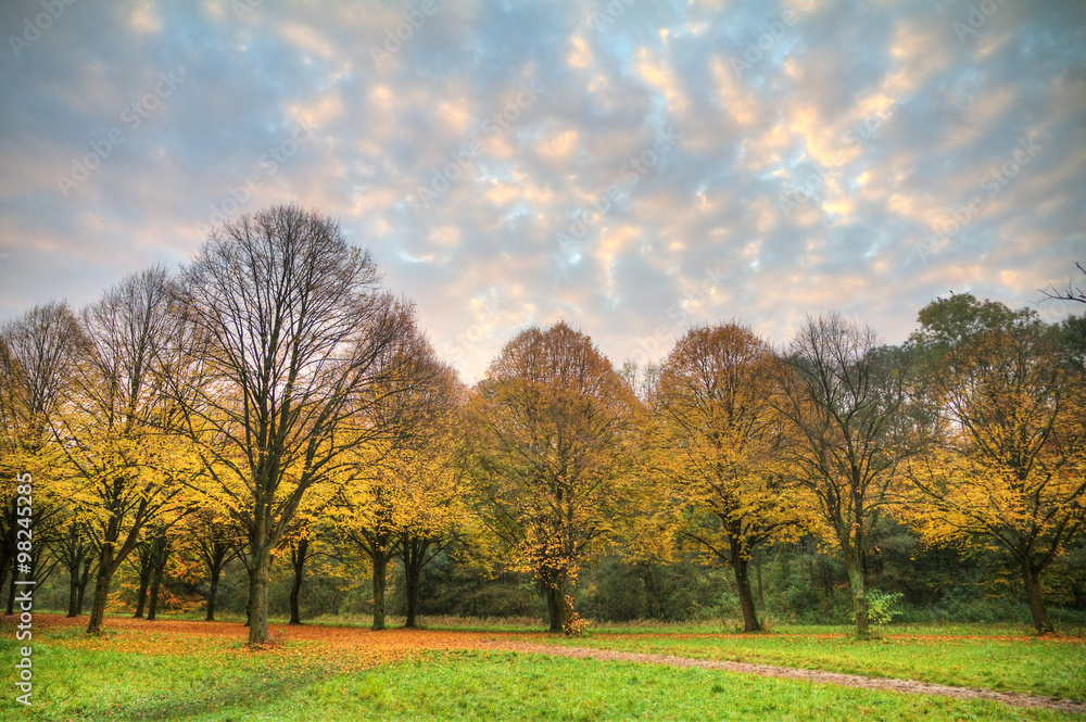 Autumn trees early in the morning in het Amsterdamse bos(Amsterdam wood) in the Netherlands. HDR