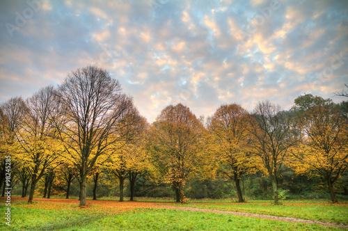 Autumn trees early in the morning in het Amsterdamse bos Amsterdam wood  in the Netherlands. HDR