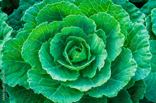 Wallpaper Mural Fresh green cabbage in the vegetable garden Torontodigital.ca