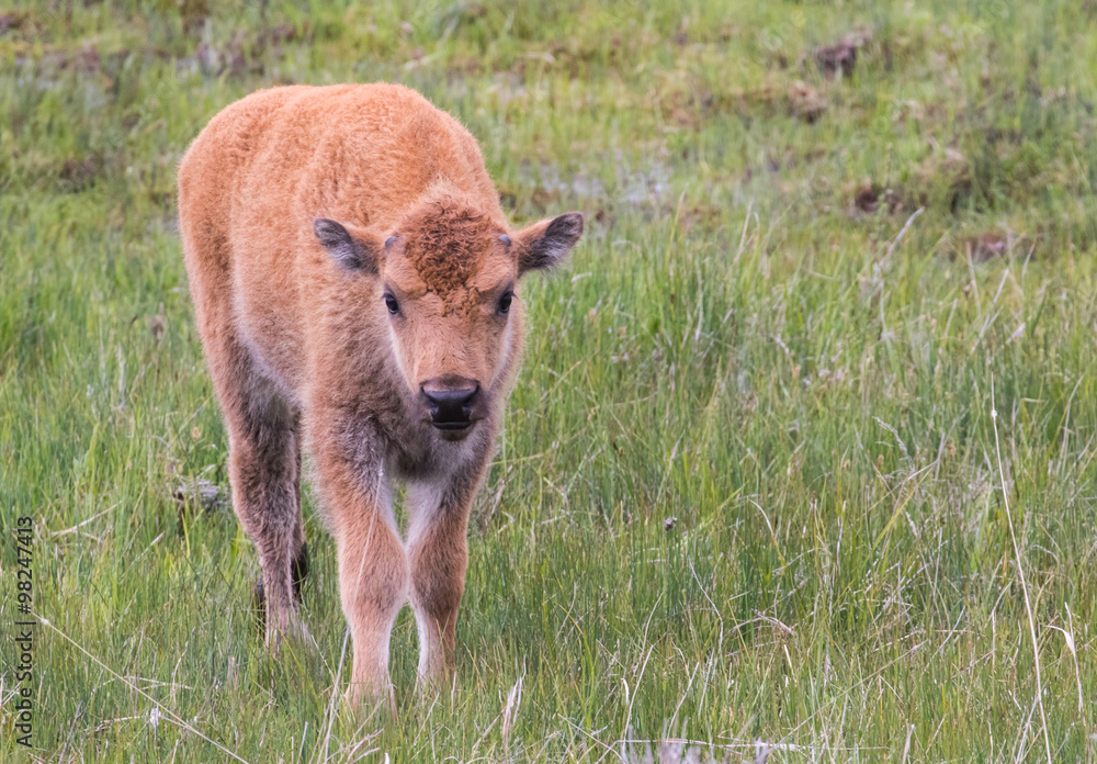 a newborn bison calf standing and looking toward camera in yellowstone national park a newborn bison calf standing and looking toward camera in yellowstone national park