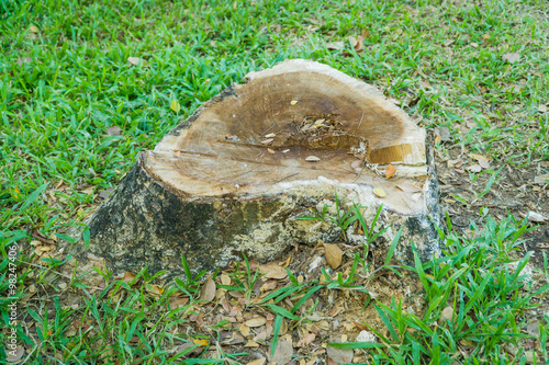 Wallpaper Mural Stump on the green grass Torontodigital.ca