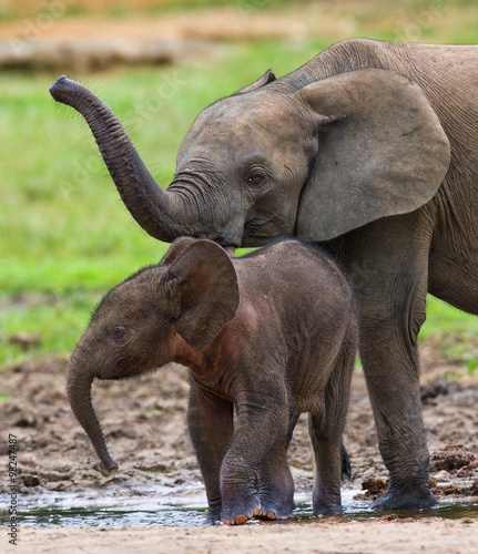 Female elephant with a baby. Central African Republic. Republic of Congo. Dzanga-Sangha Special Reserve.  An excellent illustration.