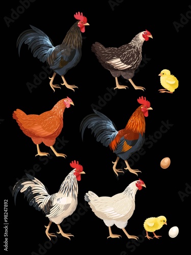 Set of chicken
