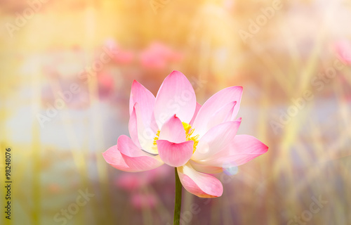 Beautiful lotus flower in blooming in garden under sunlight.