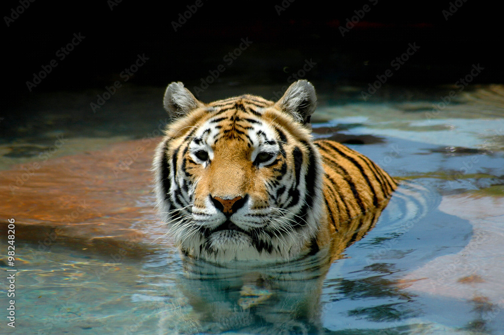 Fototapeta premium Zbliżenie twarzy, głowy i ramion pięknego tygrysa; Portret pięknego tygrysa pływającego na szczycie widza