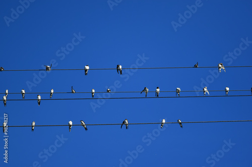 Schwalben sitzen auf Telefonleitung unter blauem Himmel