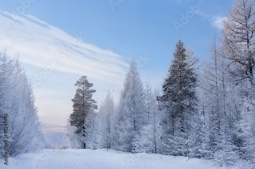 fabulous winter forest