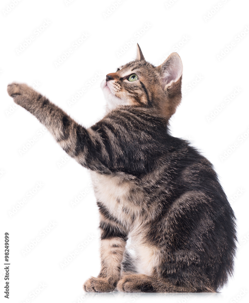 Obraz premium Cute siberian kitten