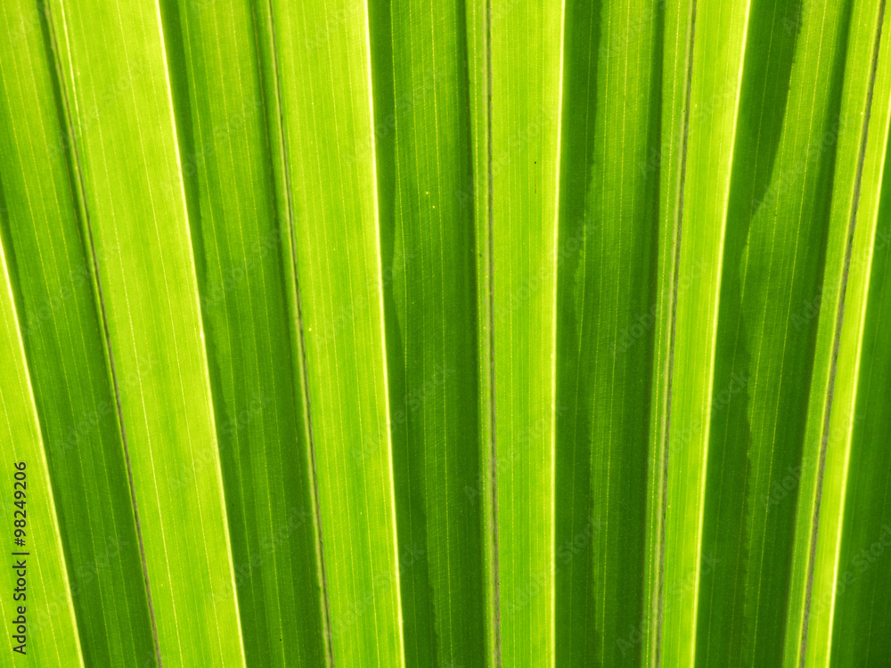 beautiful palm leaves of tree in sunlight beautiful palm leaves of tree in sunlight