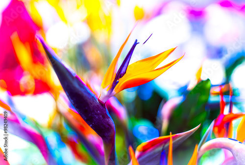 Fototapeta Naklejka Na Ścianę i Meble -  Crane Flower or Bird of Paradise