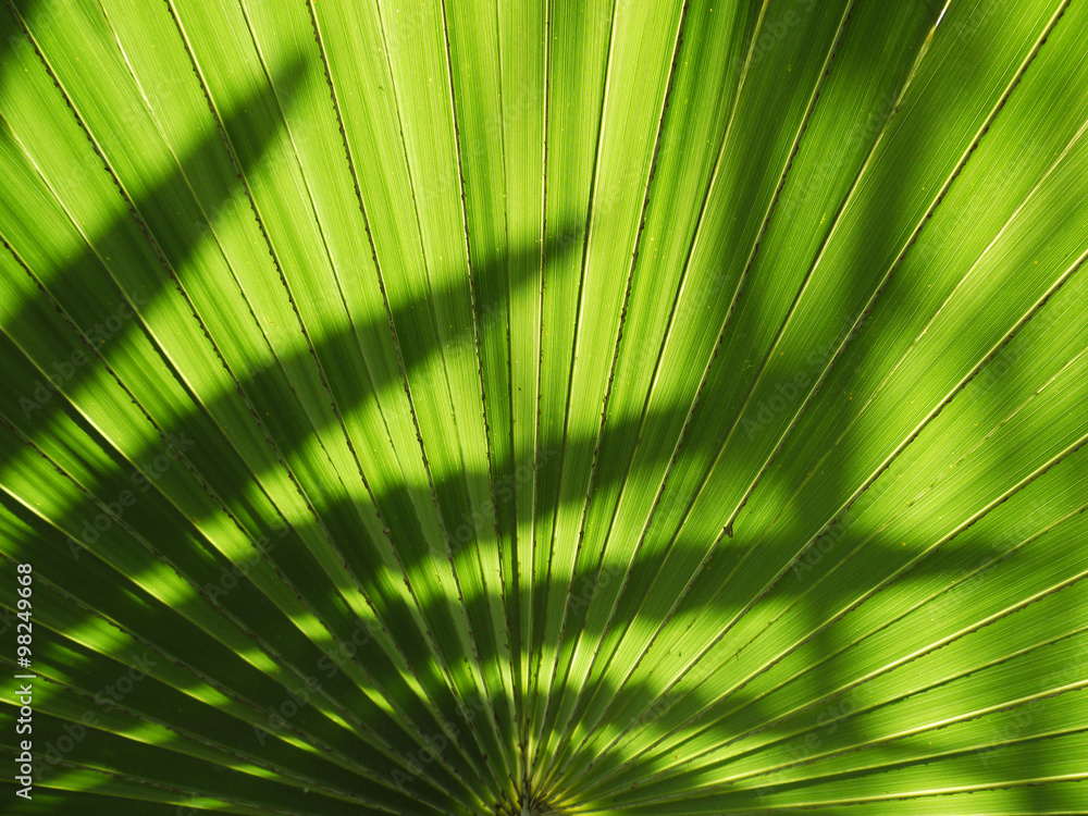 Fototapeta premium Palm leaves texture with shadow