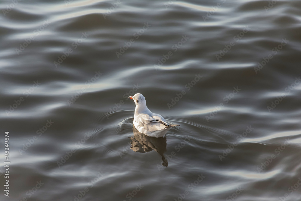 A seagull resting alone on the warter A seagull resting alone on the warter