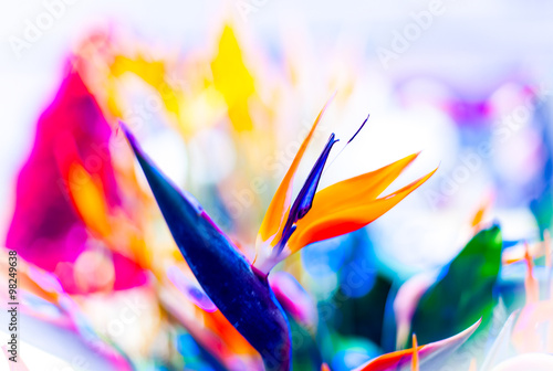 Fototapeta Naklejka Na Ścianę i Meble -  Crane Flower or Bird of Paradise