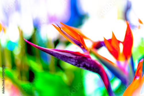 Fototapeta Naklejka Na Ścianę i Meble -  Crane Flower or Bird of Paradise