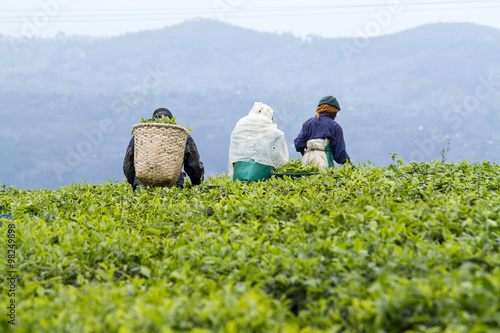 workers at a tea plantation