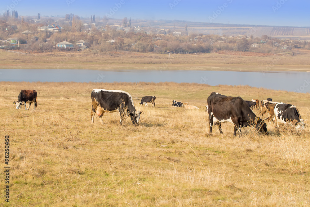 Cows on river bank Cows on river bank