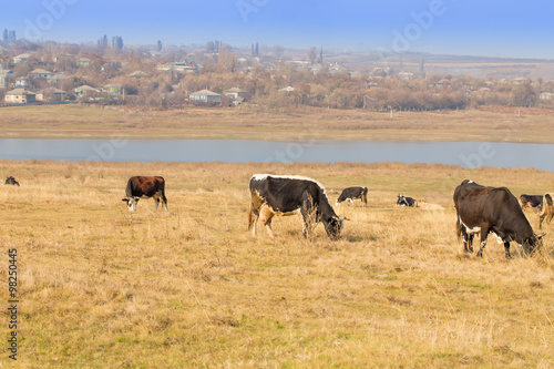 Cows on river bank © indigolotos