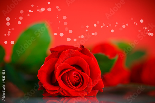 Red beautiful rose 