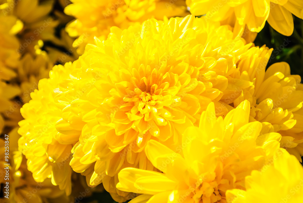 Yellow chrysanthemum flowers Yellow chrysanthemum flowers