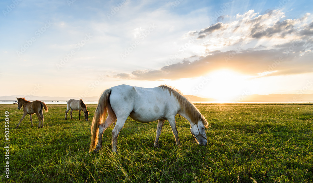 Obraz premium Horse on sunset