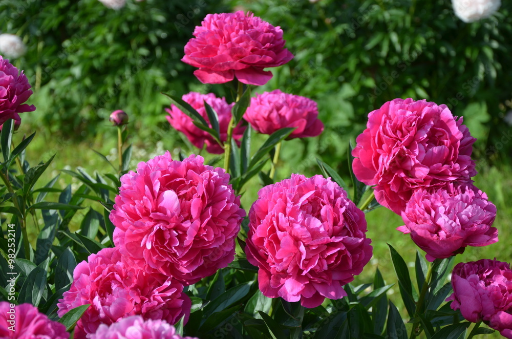 Many pink peonies