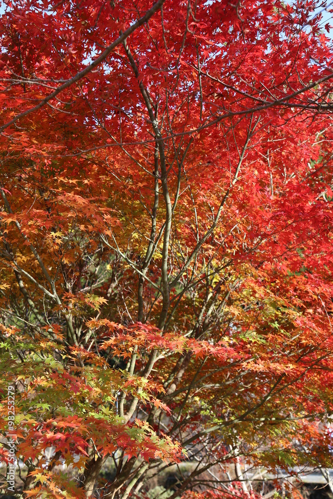 面河渓の紅葉