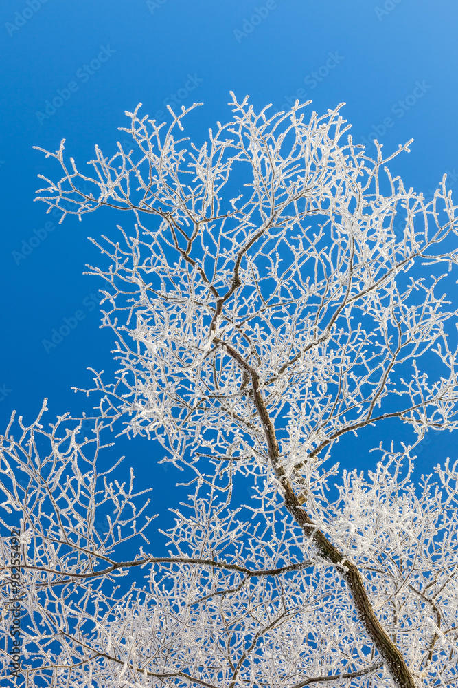 Hoarfrost on a tree branche Hoarfrost on a tree branche