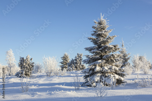 Wallpaper Mural Winter Spruce tree Torontodigital.ca