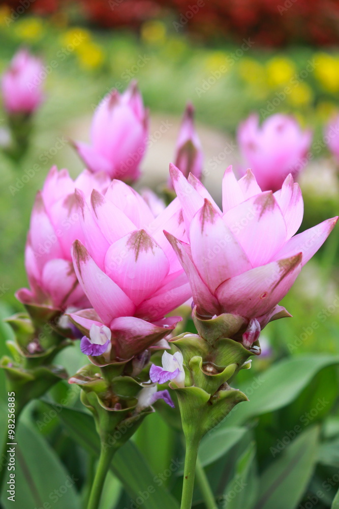 Fototapeta premium Siam Tulip