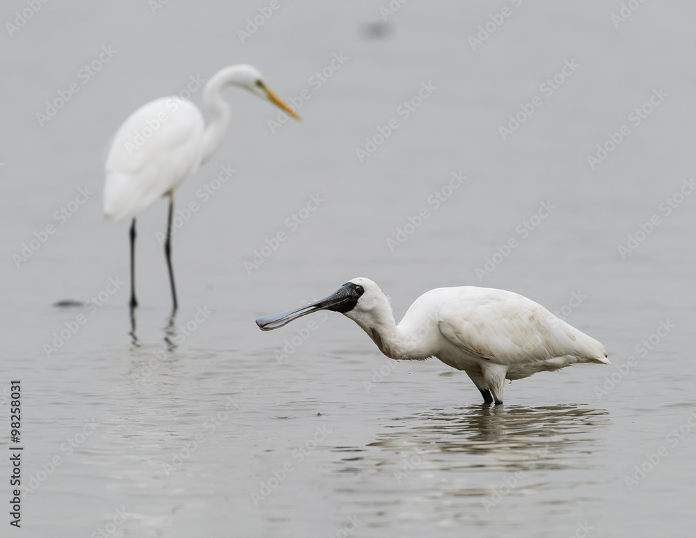 Black-faced Spoonbill in shenzhen China, This species is known a Black-faced Spoonbill in shenzhen China, This species is known a