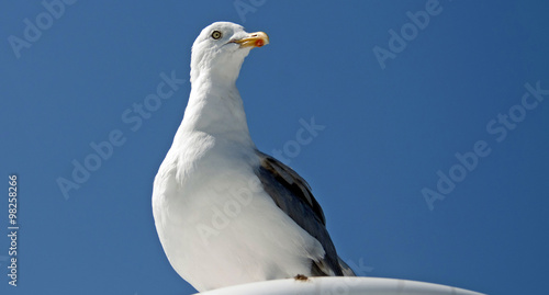 Gull looking into a blue sky in summer