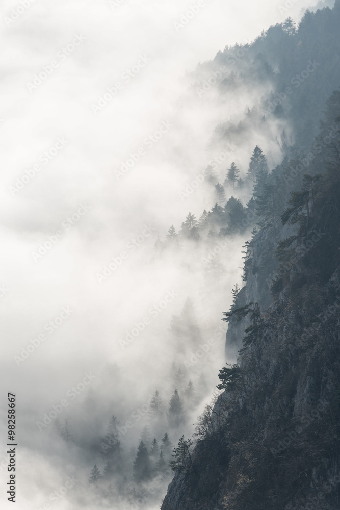 Nebelschwaden - Fog draws over a mountain slope through the forest.