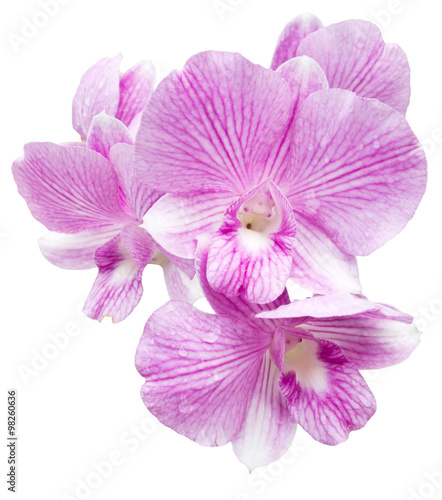 orchid flower