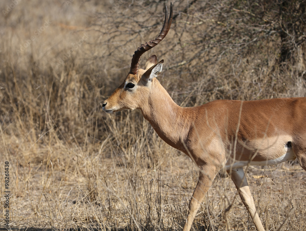 Fototapeta premium wild impala in kruger national park.