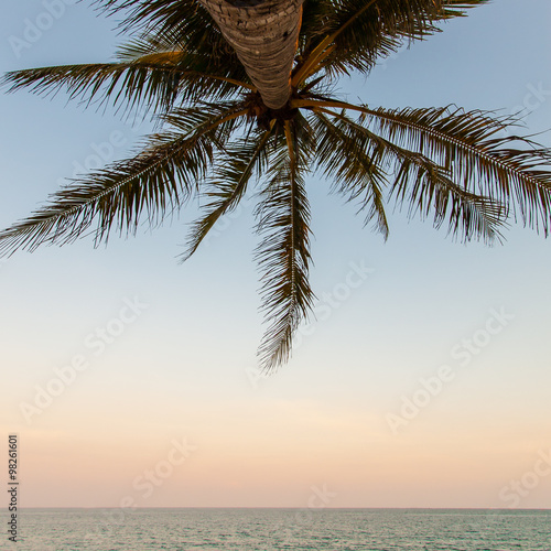 Coconut tree © nongpoo