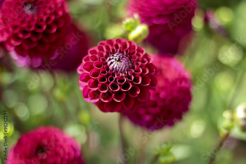 dahlia farm