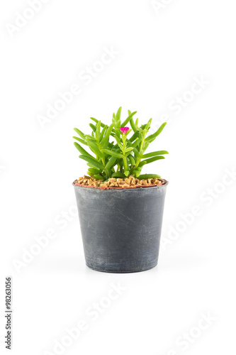 Succulent plant in plant pot isolated white background