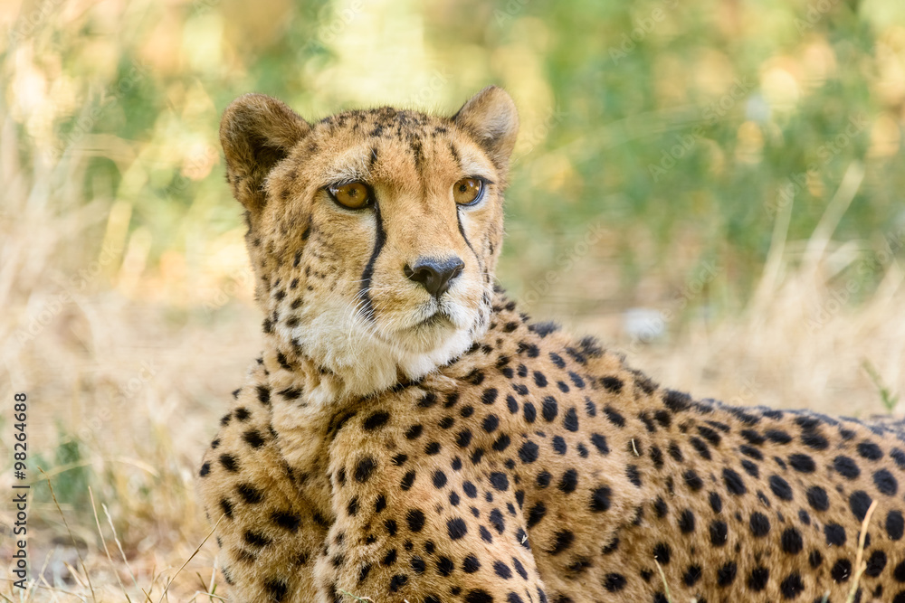 Wild Cheetah In Africa Savannah Wild Cheetah In Africa Savannah