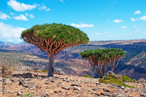 Alberi di Drago, rocce rosse e canyon a Shibham, area protetta dell'altopiano Dixam, isola di Socotra, Yemen