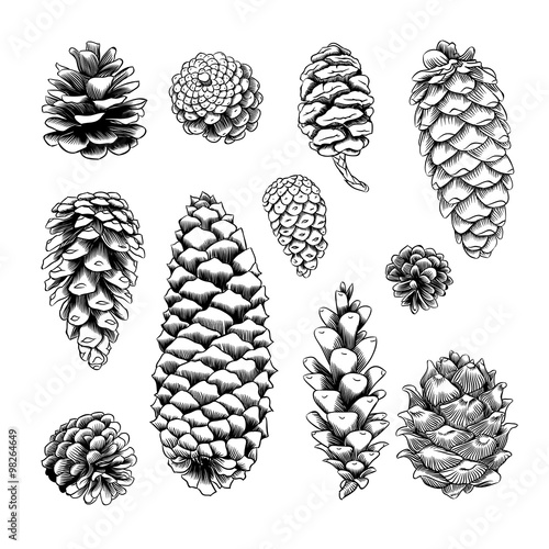 pine cones