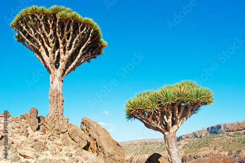 Alberi di Drago nella foresta dell'oasi di Dirhur, area protetta dell'altopiano Dixam, isola di Socotra, Yemen, rami, foglie photo