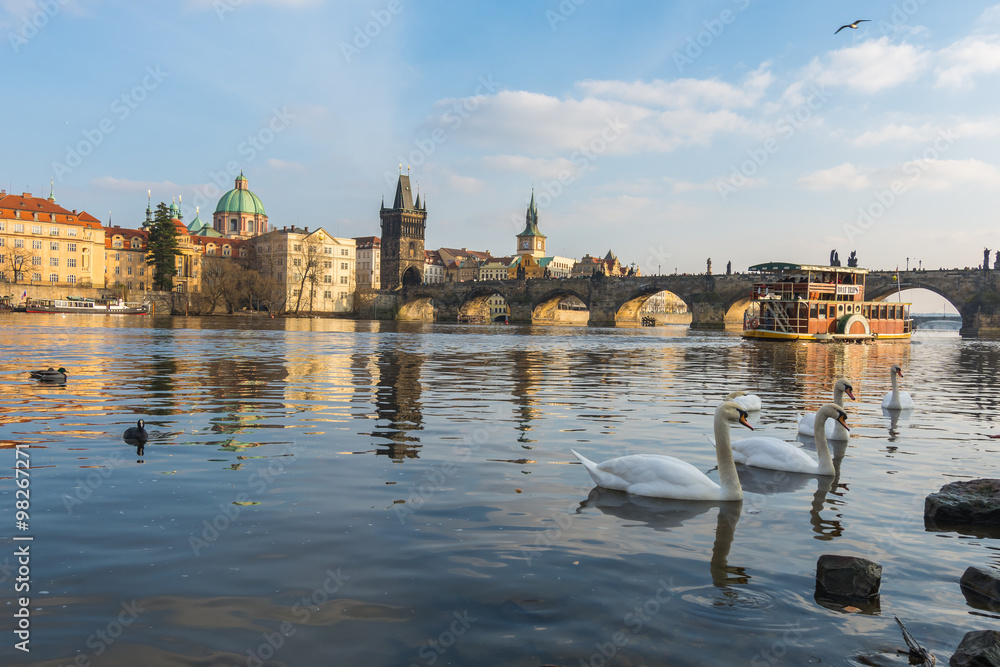 Swans in Vltava river at sunset, Prague
