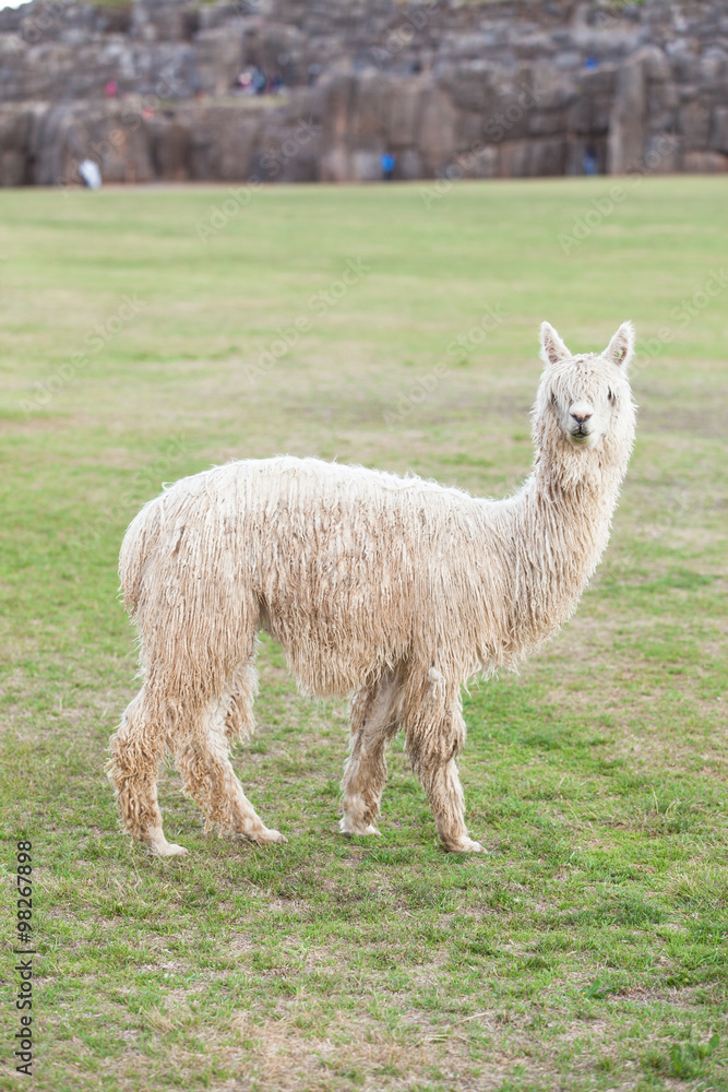 Obraz premium lamas in Andes,Mountains, Peru