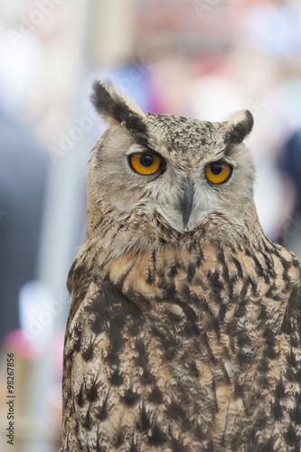 Portrait of an eurasian Eagle-Owl (eagle owl)
