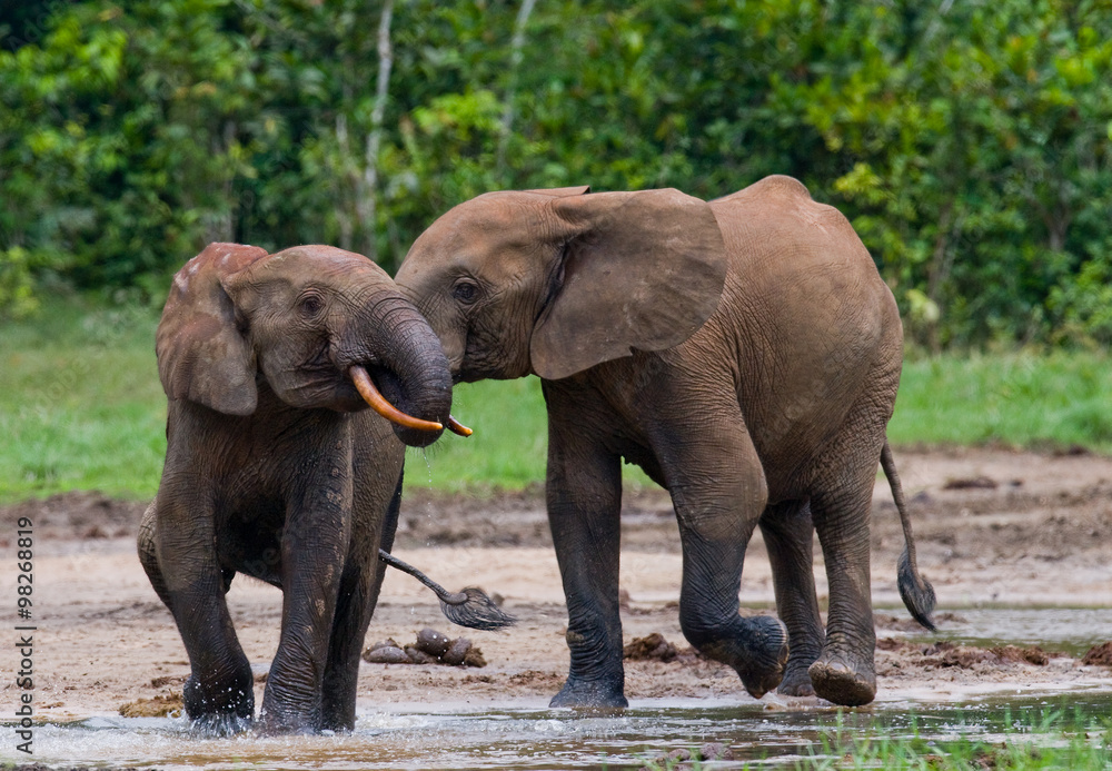 Fototapeta premium Forest elephants playing with each other. Central African Republic. Republic of Congo. Dzanga-Sangha Special Reserve. An excellent illustration.