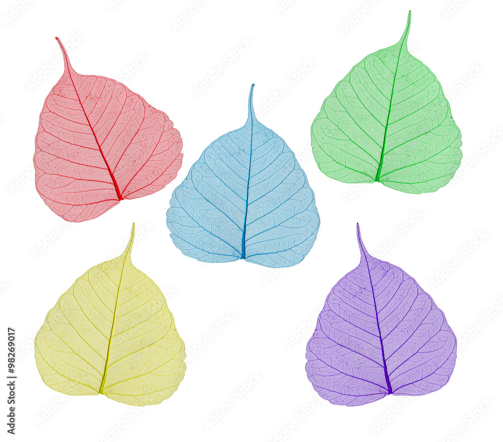 colorful sceleton leaves bodhi , macro, isolated on white colorful sceleton leaves bodhi , macro, isolated on white