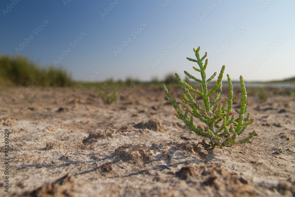 Glasswort on dried marsh Glasswort on dried marsh