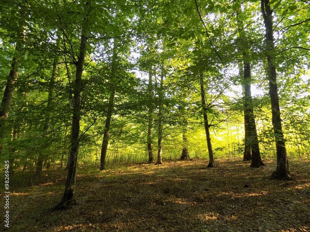 Obraz premium Deciduous forest